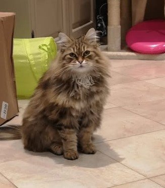 Chat sibérien né à la Chatterie de Nice, chez Mme Mauro