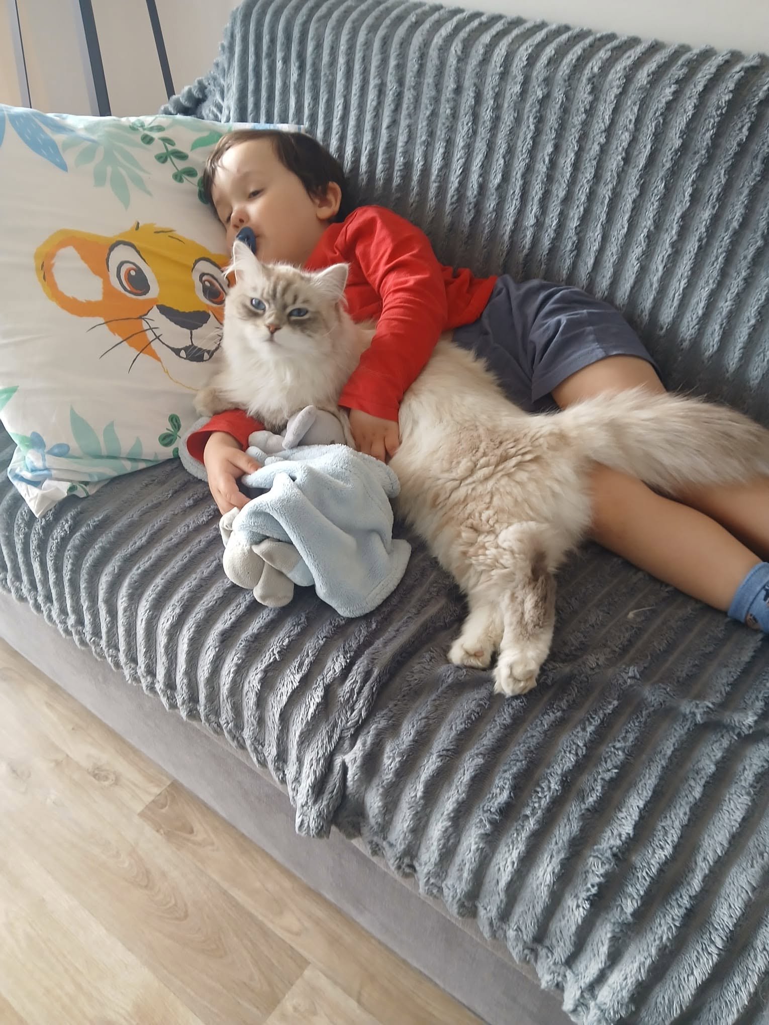 Agathe Maya, chatte sibérienne de la Chatterie de Nice