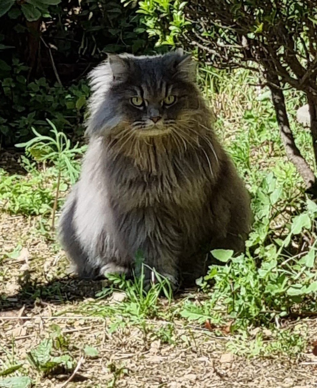 Second chat sibérien né à la Chatterie de Nice, dans le jardin chez Mme Mauro