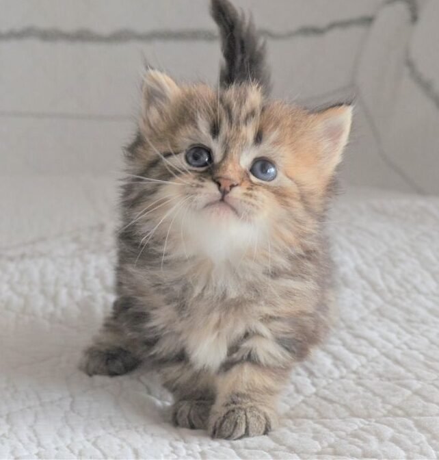 Thale, chatonne Sibérienne brown tabby