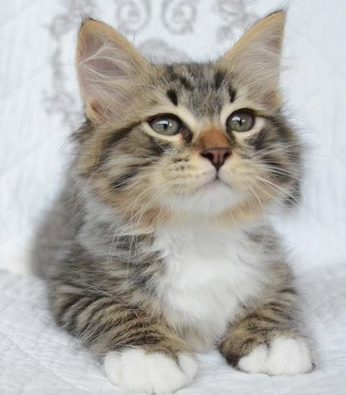 Nils de la Chatterie de Nice, mâle Sibérien brown tabby né le 22 juin 2017
