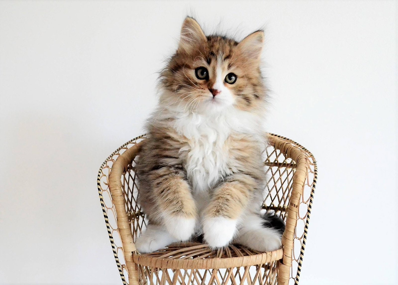 Golden and white long-haired cat: Noa Artémis, Siberian cat from Chatterie de Nice, living in Russia