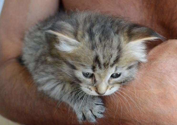 Norton de la Chatterie de Nice, mâle Sibérien brown tabby né le 22 juin 2017
