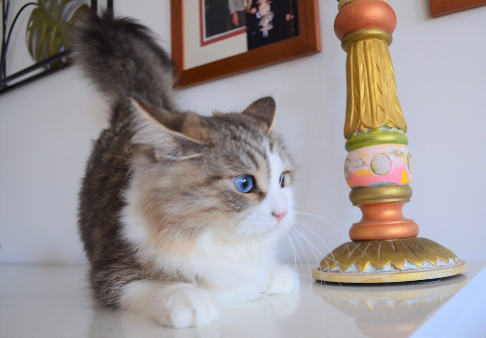 Blue-eyed cat: Phoenix, female Siberian cat from Chatterie de Nice, living in Japan