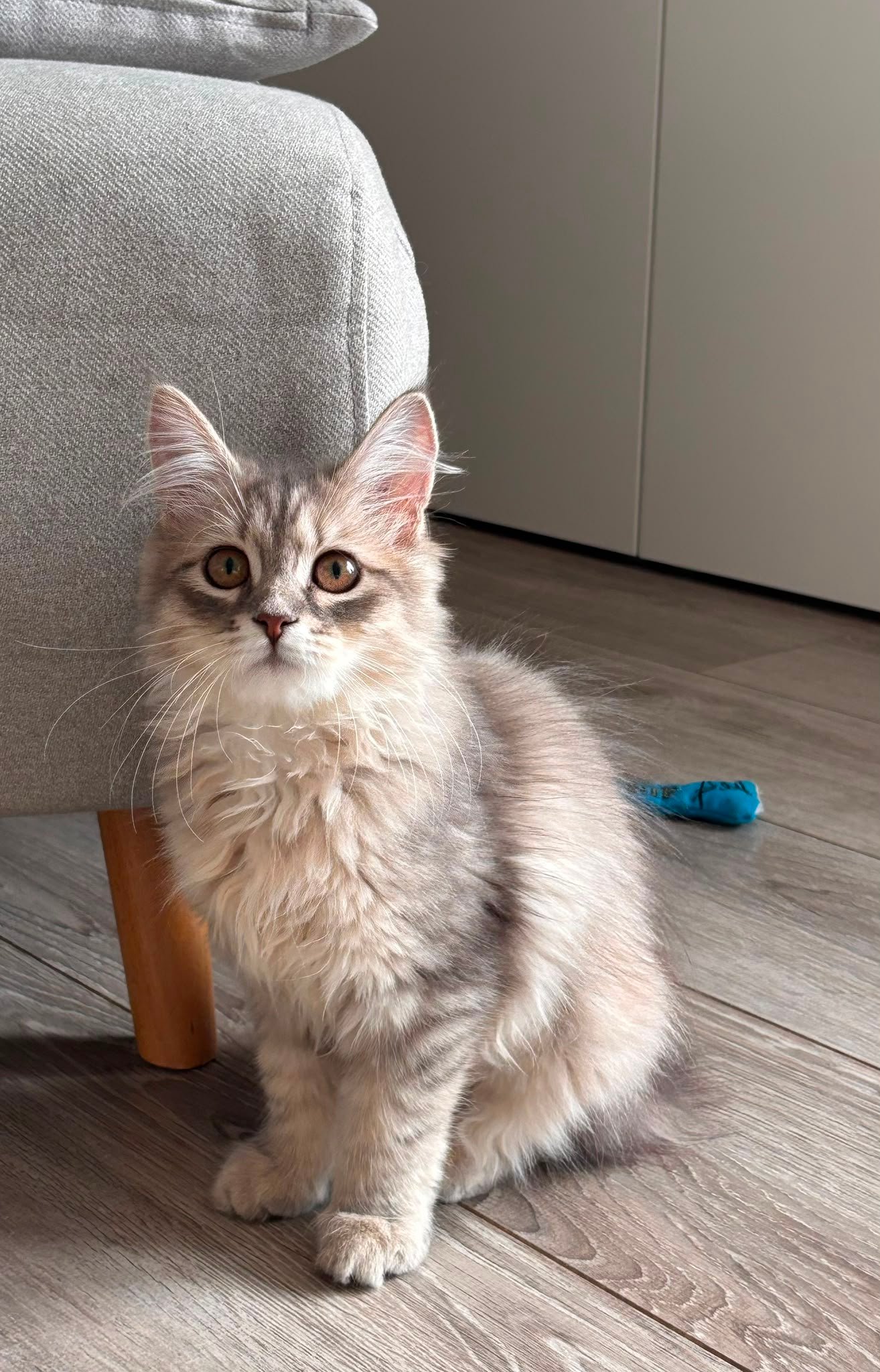 Bluch, chatte Sibérienne née à la Chatterie de Nice — photo 2