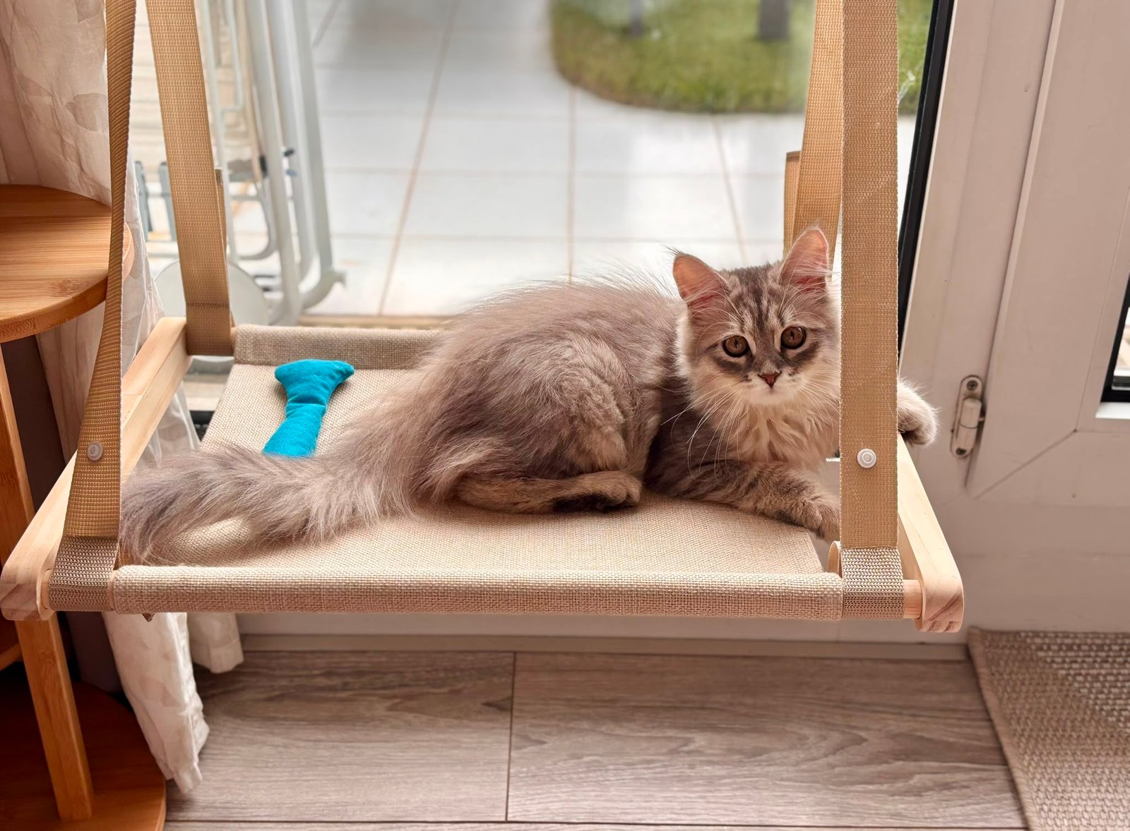 Bluch, chatte Sibérienne née à la Chatterie de Nice — photo 1