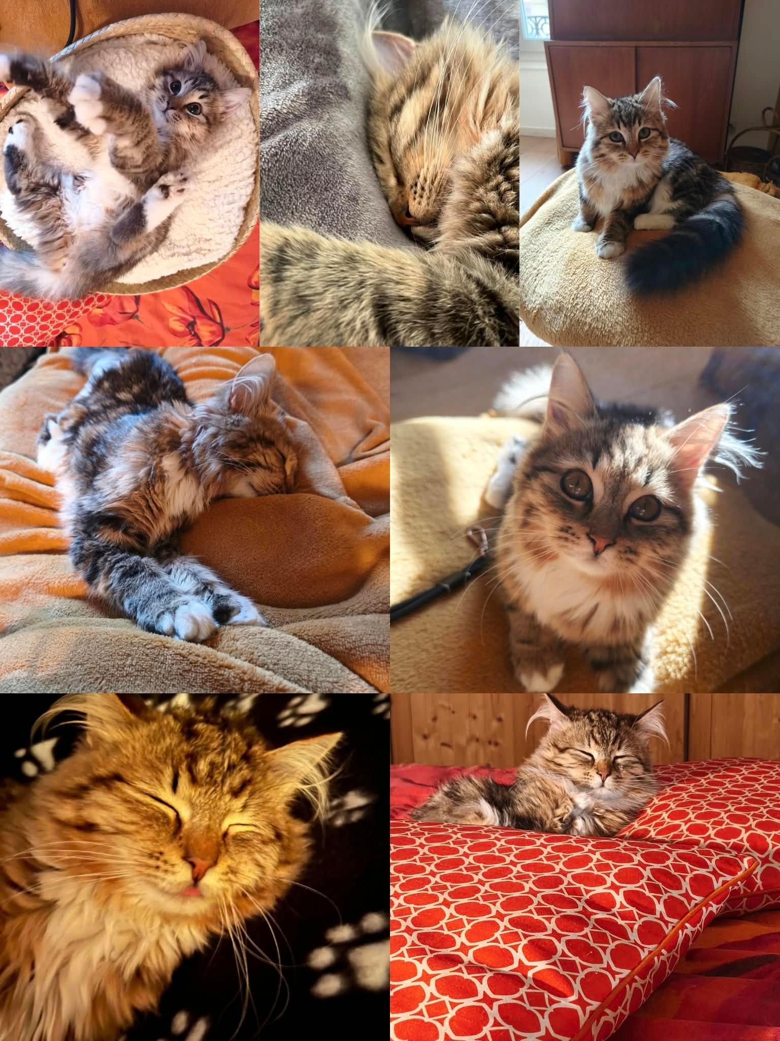 Nala, chatte Sibérienne née à la Chatterie de Nice, à un an — photo 2