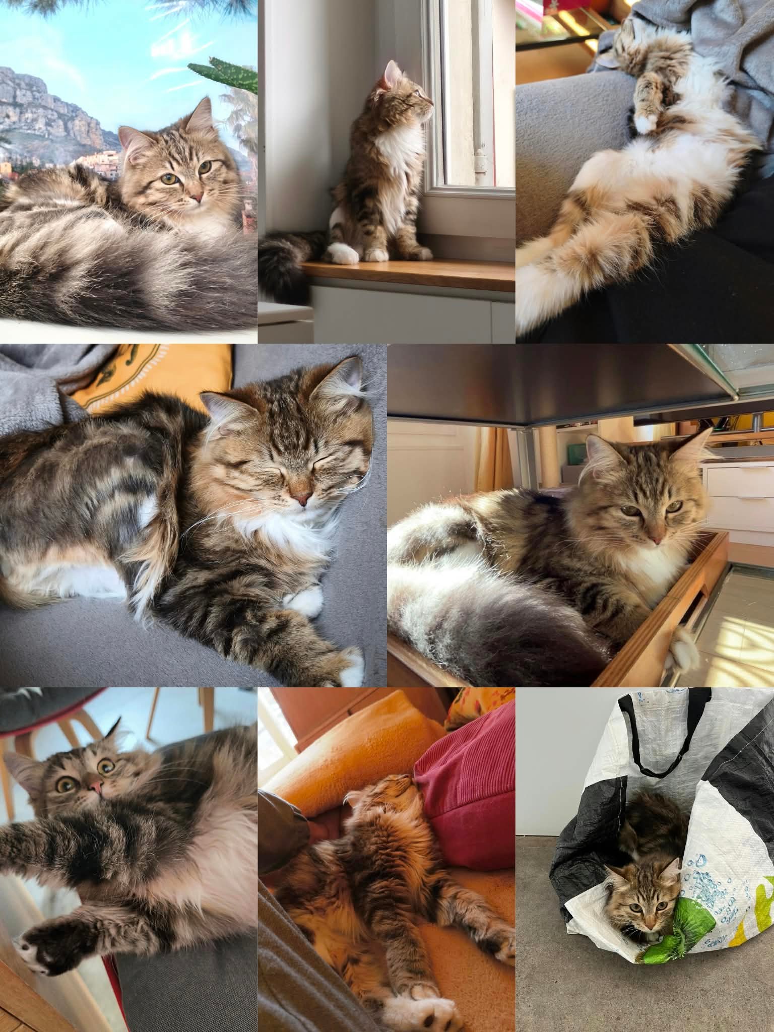 Nala, chatte Sibérienne née à la Chatterie de Nice, à un an — photo 1