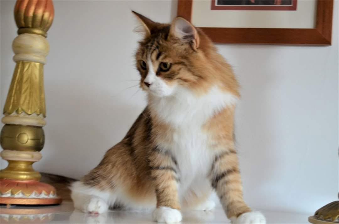 Yarael de la Source des Elfes, chatte Sibérienne à la robe golden très claire et blanche