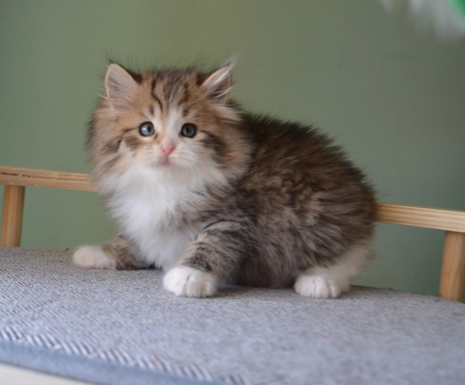 Aisha, femelle Sibérienne traditionnelle brown tabby et blanc
