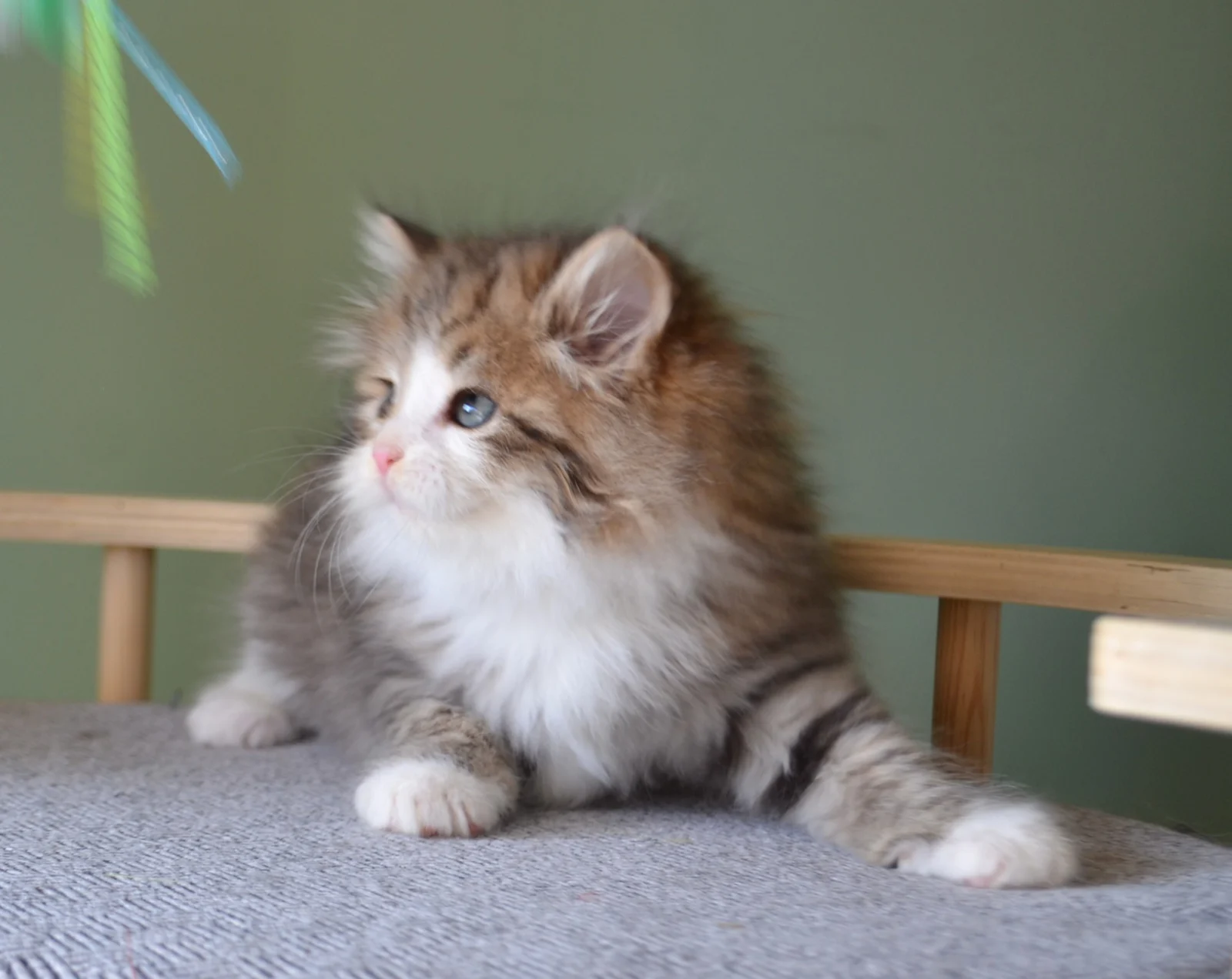 Aisha, Sibérienne brown tabby et blanc de la Chatterie de Nice
