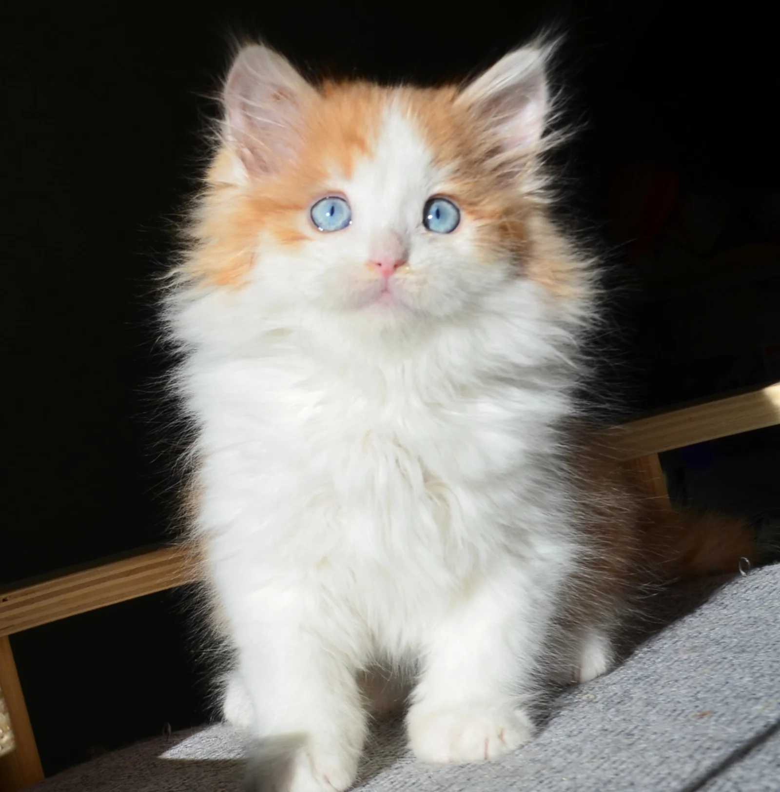 Amadeus, mâle Sibérien roux et blanc aux yeux bleus