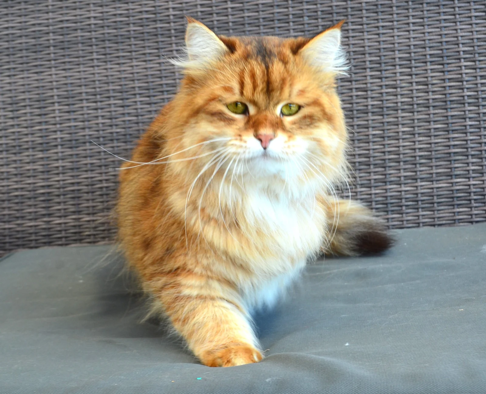 Aster de la Chatterie de Nice, golden brown mackerel tabby Siberian male