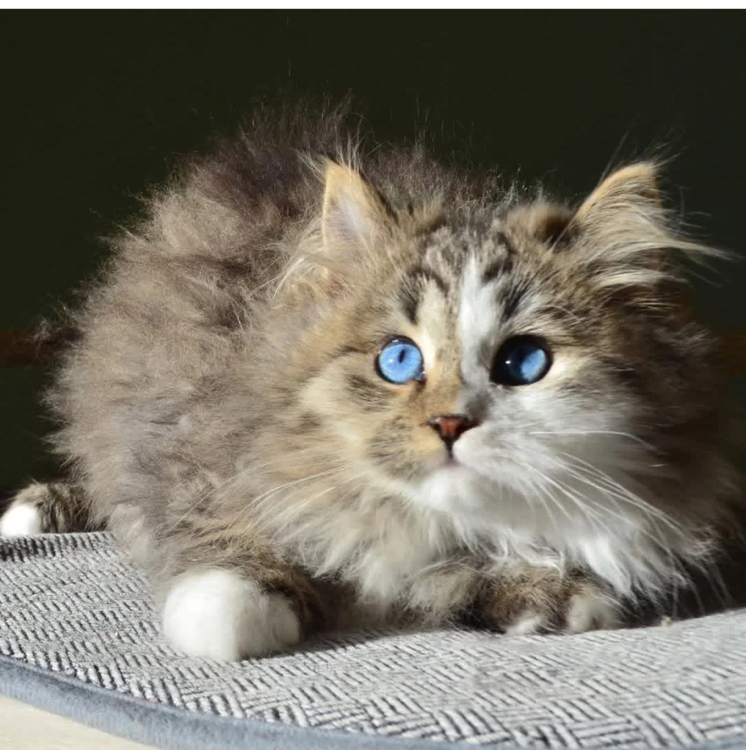 Athena, femelle Chat Sibérien brown tabby aux yeux bleus, Chatterie de Nice