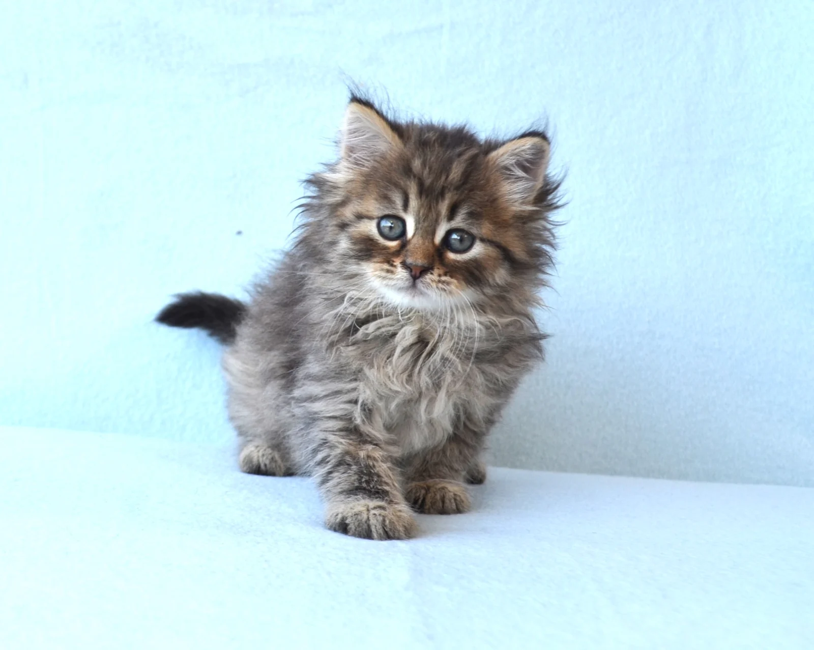 Fluffy tabby kitten: Baltazar, Siberian cat from Chatterie de Nice, living in Slovenia
