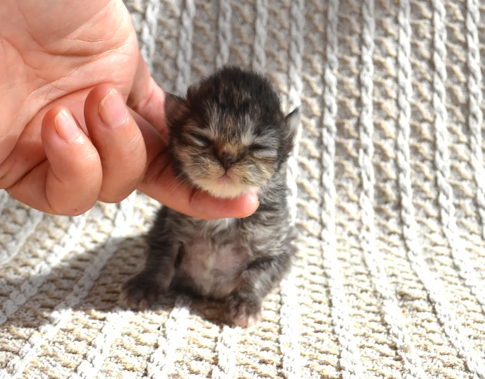 Bellarose, chatonne Sibérienne brown tabby tigrée, née le 8 octobre 2026