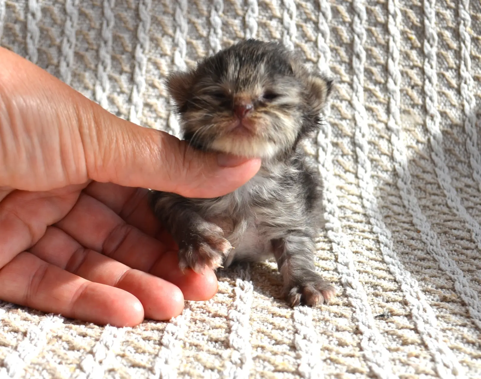Bérénice, chatonne Sibérienne brown tabby tigrée, née le 8 octobre 2026