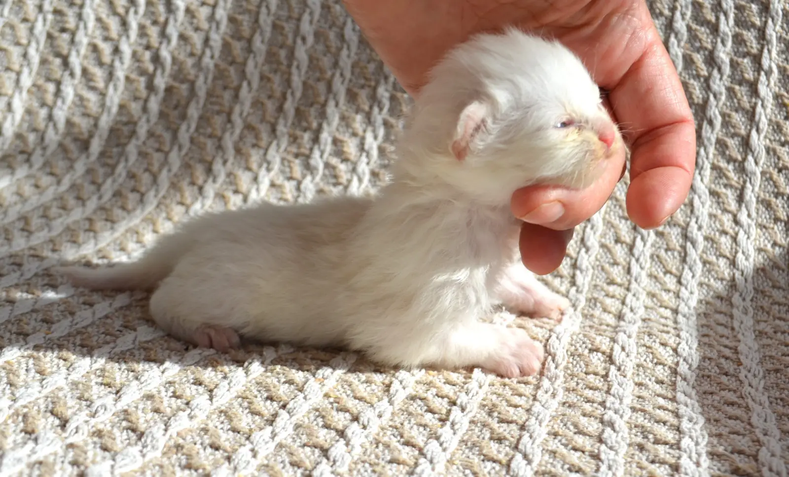 Boniface, chaton Sibérien blanc, né le 8 octobre 2026
