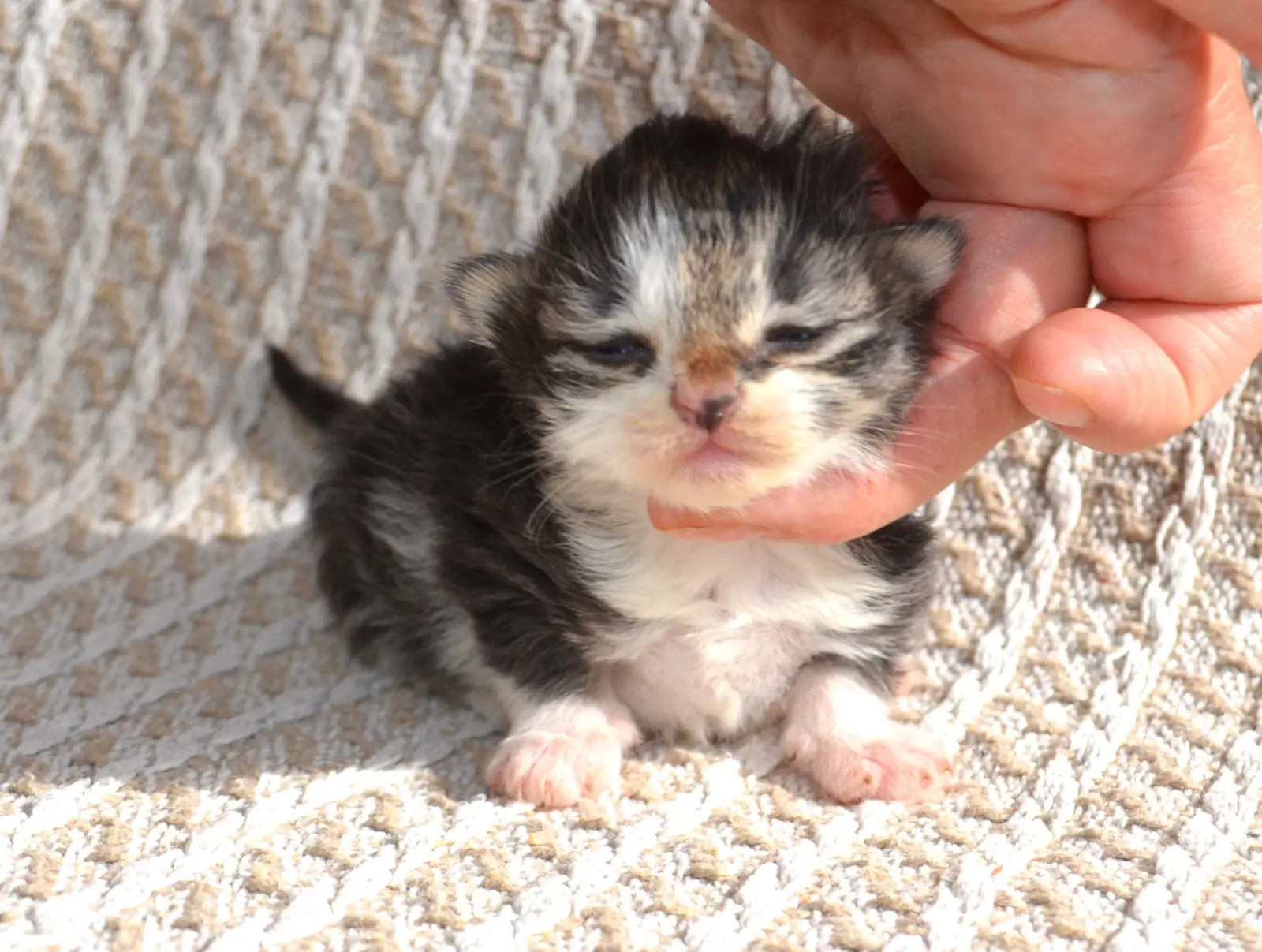 Boréale, chatonne Sibérienne brown tabby et blanc, née le 8 octobre 2026