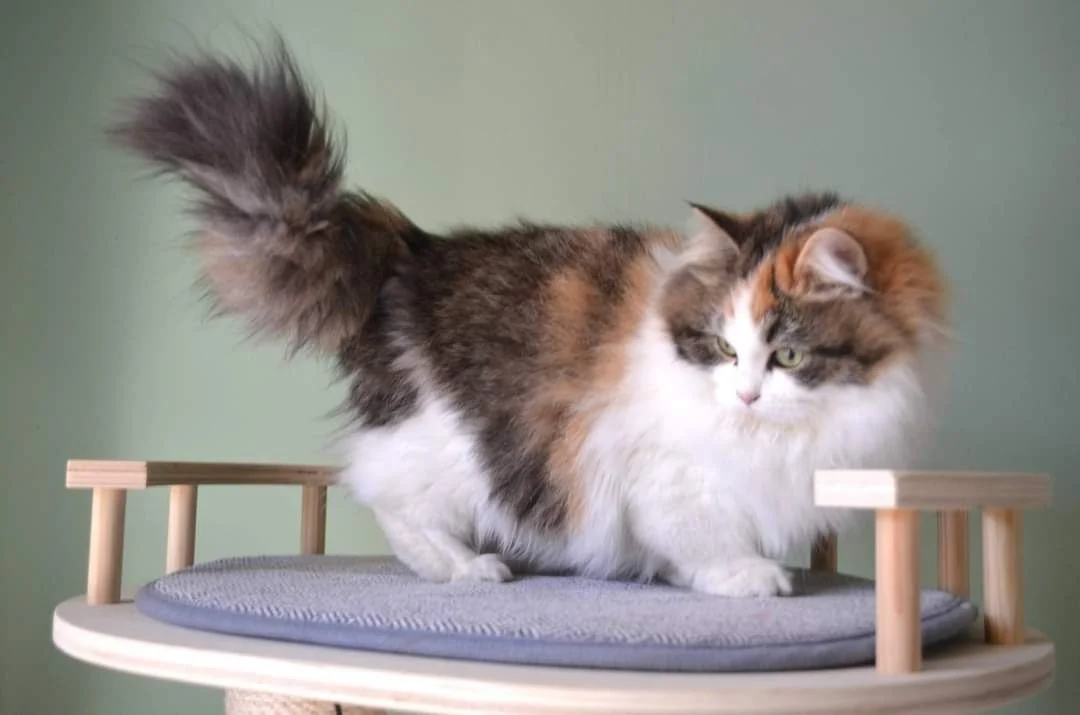 Ubelle de la Chatterie de Nice, chatte Sibérienne