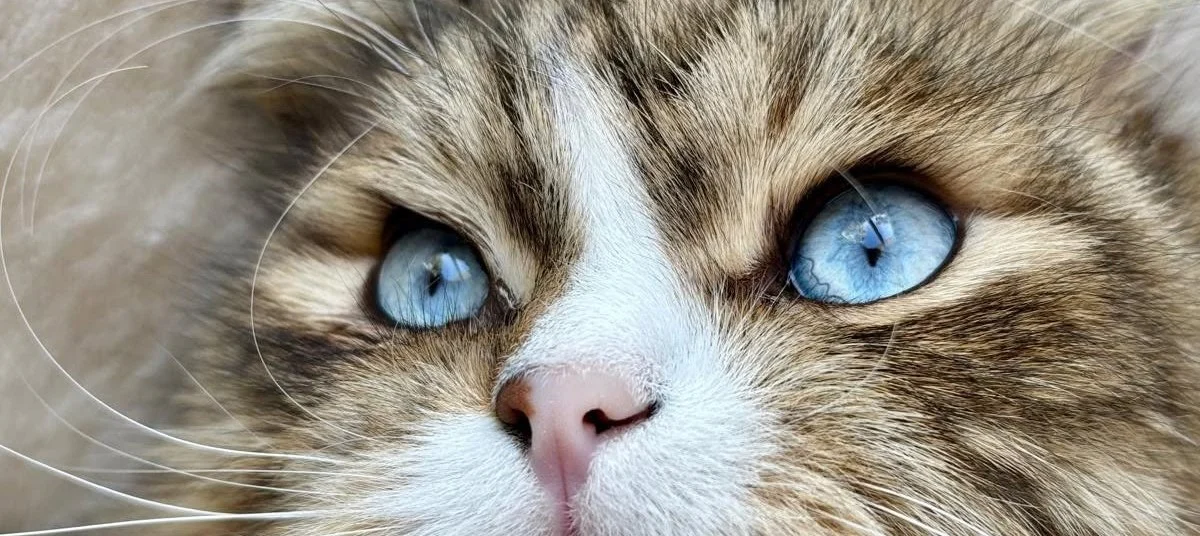 Blue-eyed Siberian cat