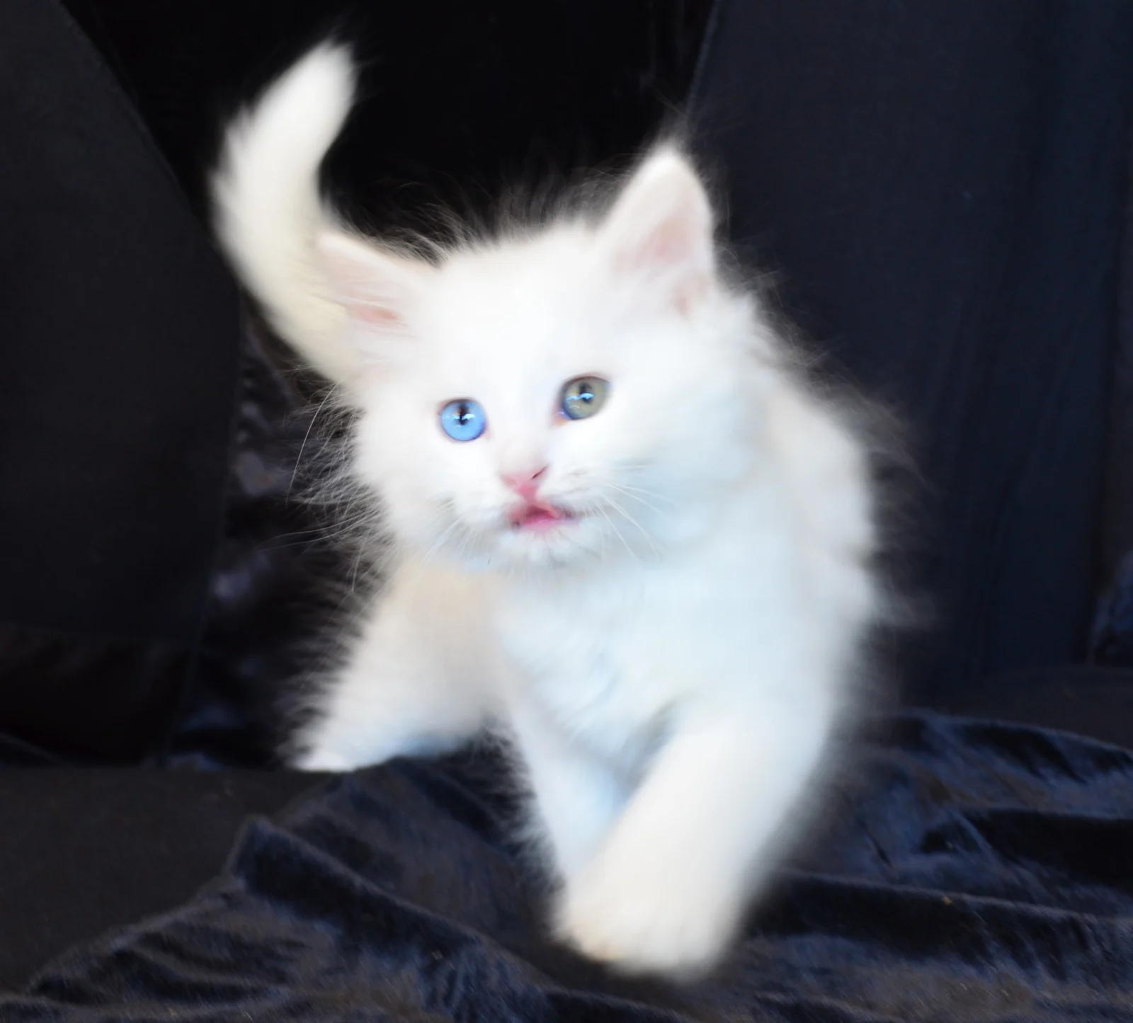 Photo de Chat Sibérien blanc aux yeux vairons