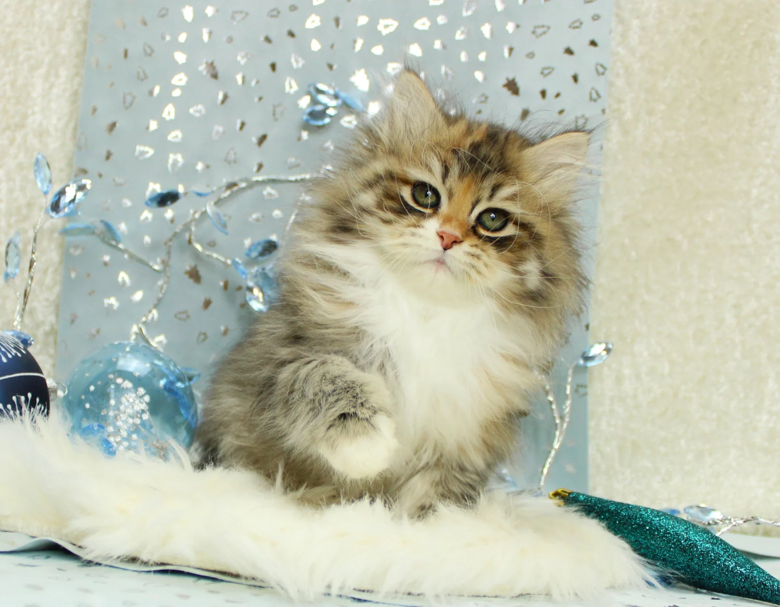 Dakota White Witch *CZ, femelle Sibérienne brown tortie spotted tabby et blanc