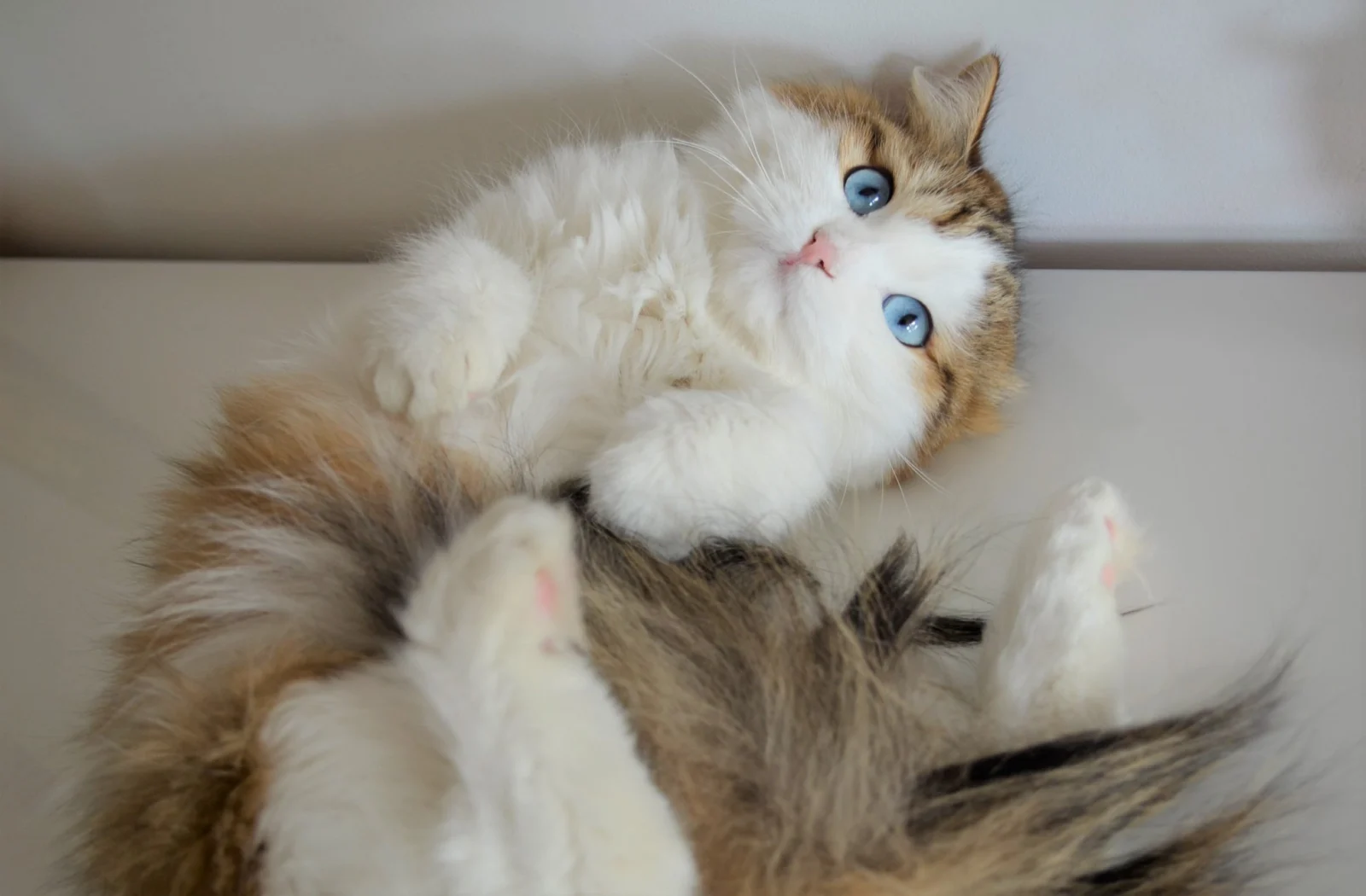 Omega, chatte Sibérienne red spotted tabby et blanc