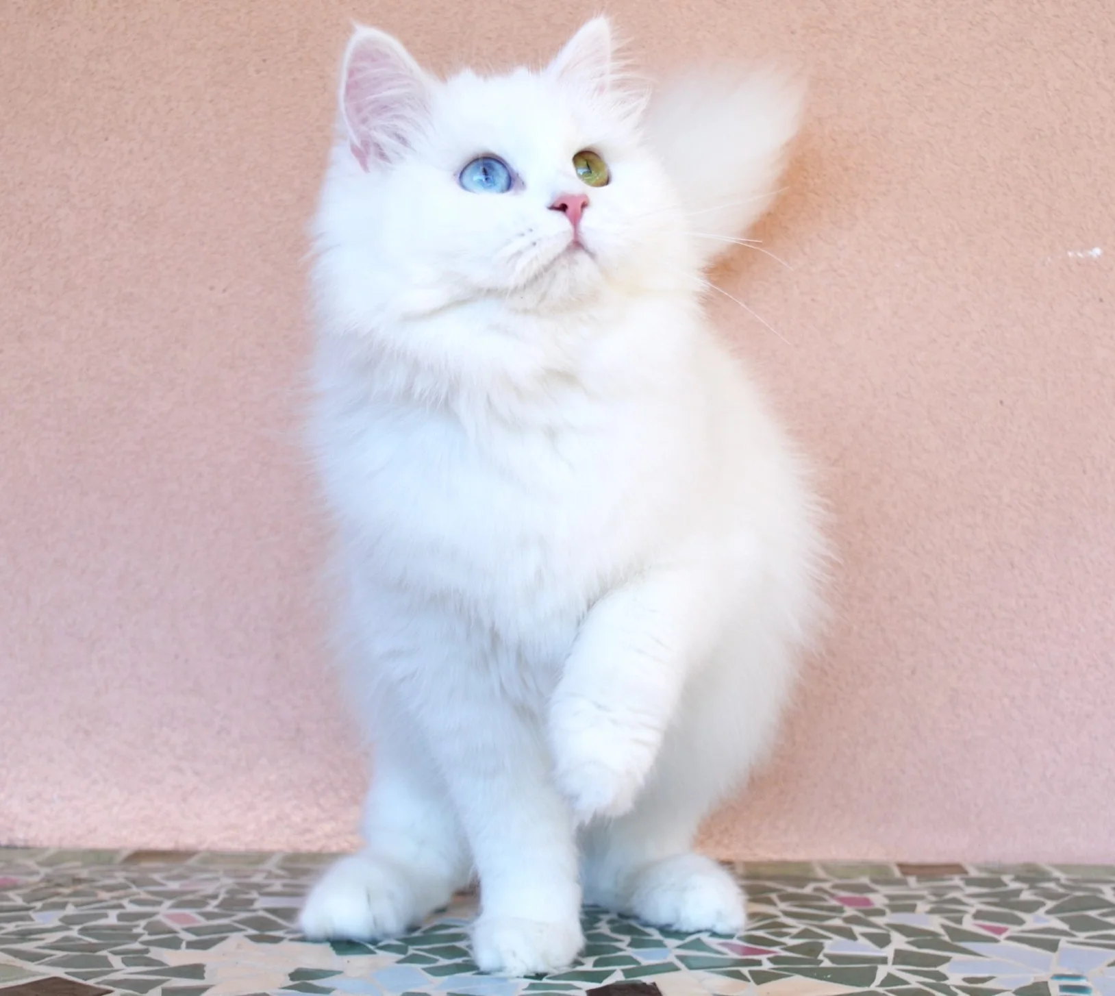 Grace, femelle Chat Sibérien blanche aux yeux vairons, Chatterie de Nice