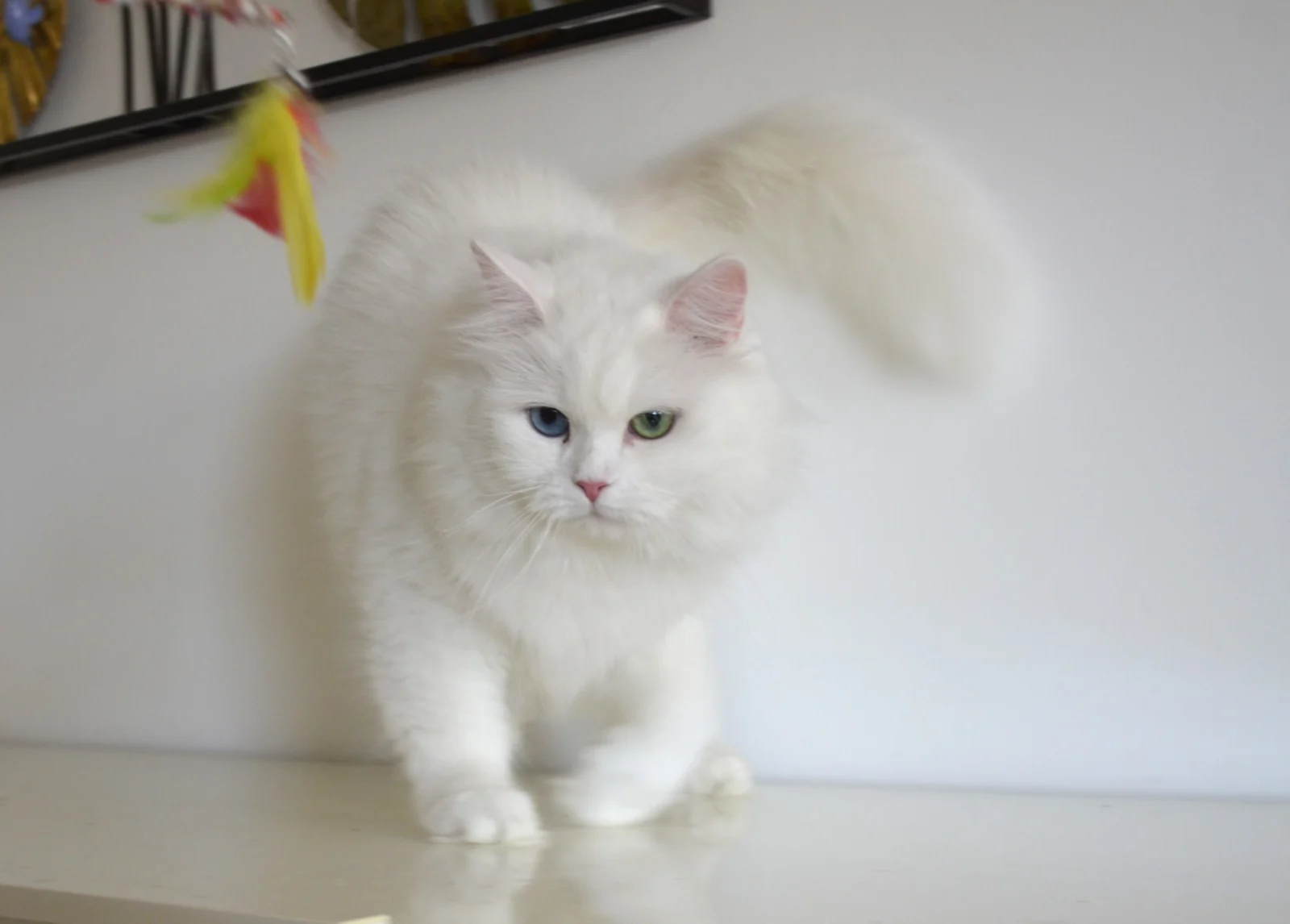 Grace, chatte Sibérienne blanche aux yeux vairons, bleu et vert
