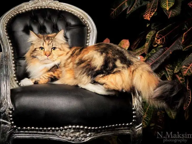 Iskra Uralian Gems, très grande femelle Sibérienne brown tortie blotched tabby et blanc bicolore venue de Russie