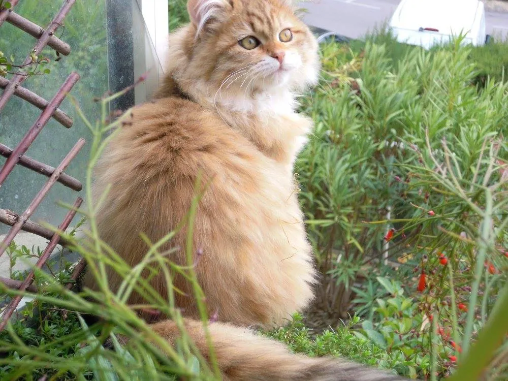 Murmur’s Chipounette de l’Or, femelle Sibérienne brown spotted tabby venue d’Italie