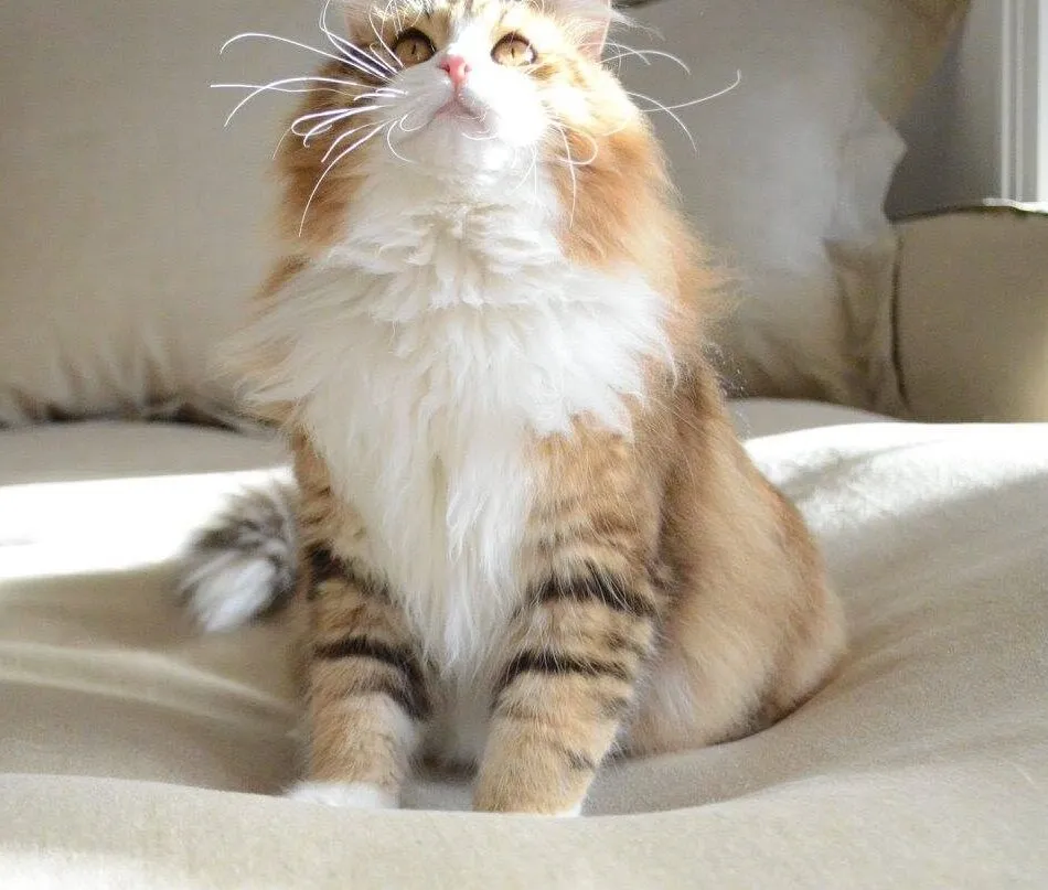 Neo Argo de Chatterie de Nice, grand mâle Sibérien golden et blanc, assis