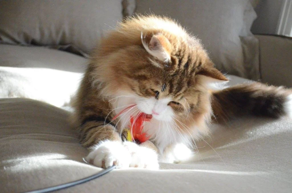 Neo de la Chatterie de Nice, large golden and white Siberian male