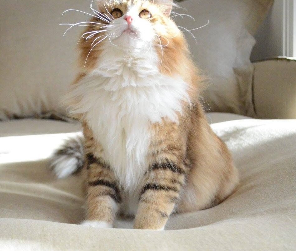 Neo de la Chatterie de Nice, chat sibérien