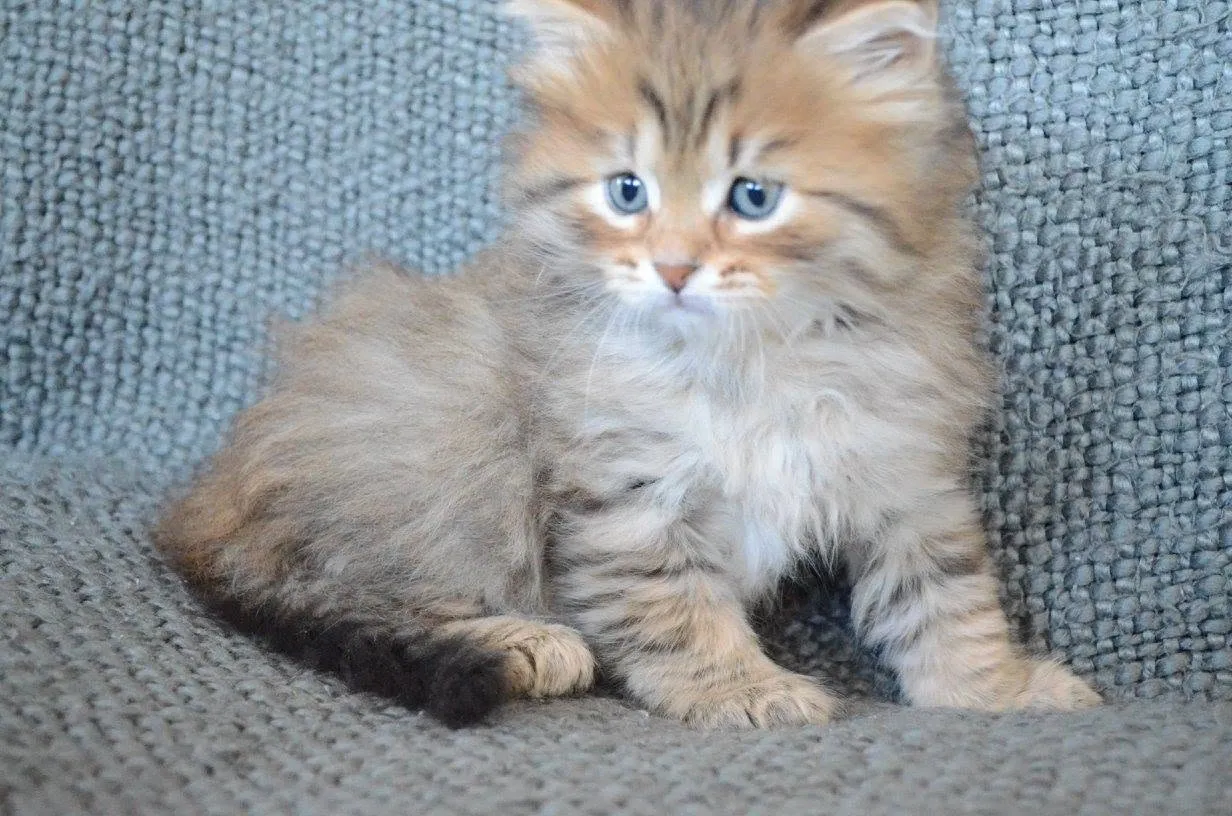 Nugat de Chatterie de Nice, chaton Sibérien à la robe traditionnelle
