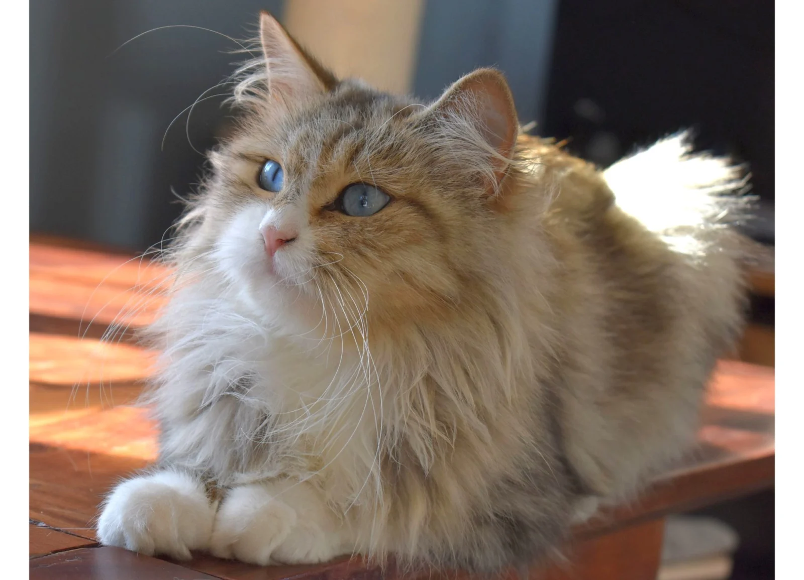 Omega de la Chatterie de Nice, golden and white bicolour Siberian with blue eyes