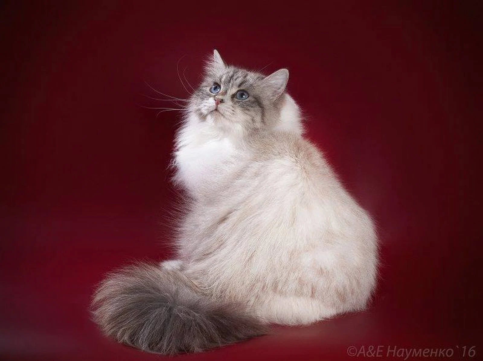 Omega Taiga Star*RU, Neva Masquerade cat on a red background