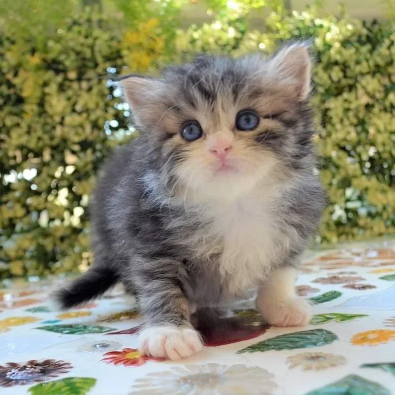 Pamela chaton, fille d’Omega, Chat Sibérien aux yeux bleus, Chatterie de Nice