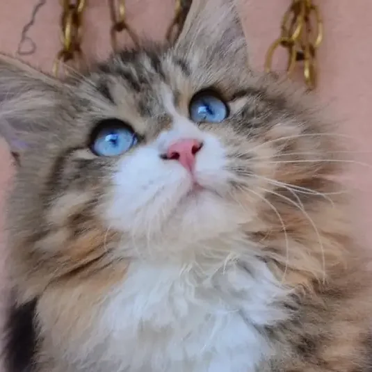 Pamela, fille d’Omega, Chat Sibérien blue mackerel tabby et blanc (SIB a 03 23) aux yeux bleus, reproductrice à L’Envol Sibérien