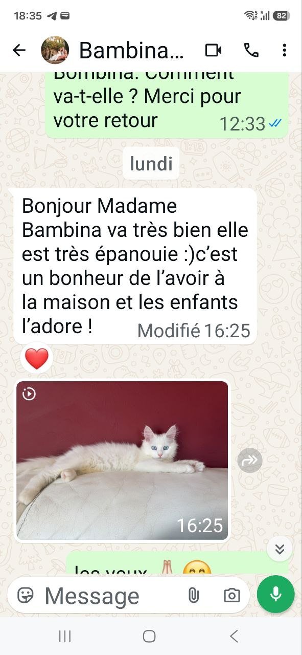 Message de la famille de Bambina, chatte Sibérienne blanche aux yeux bleus née à la Chatterie de Nice