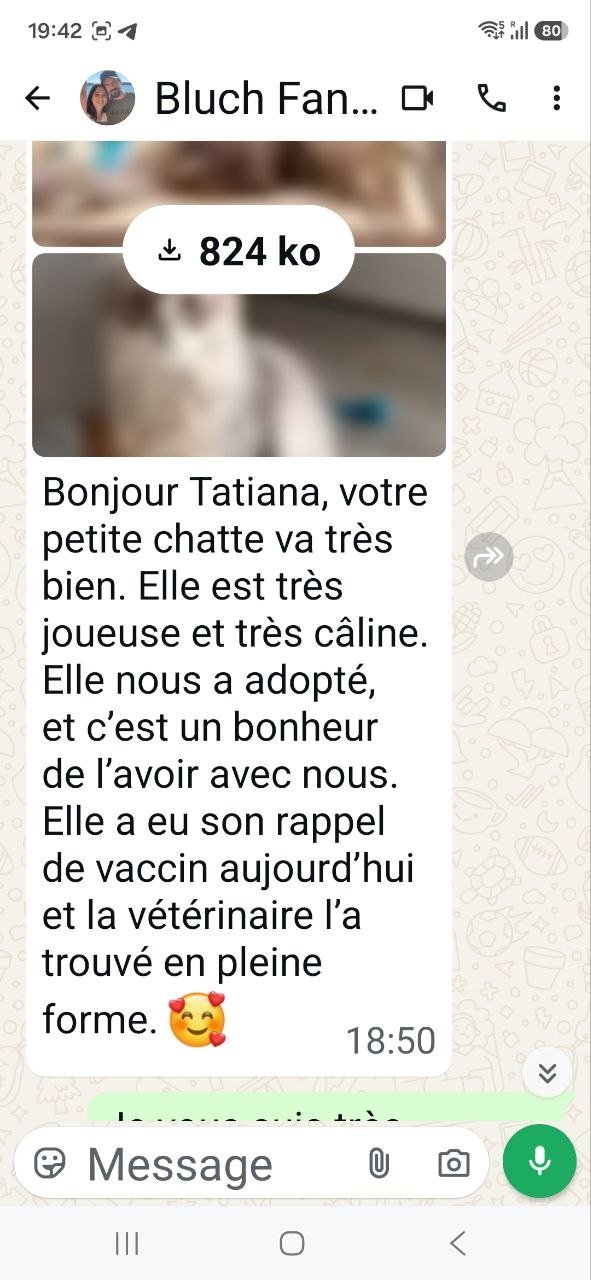 Message de Fanny à propos de Bluch, chatte Sibérienne née à la Chatterie de Nice