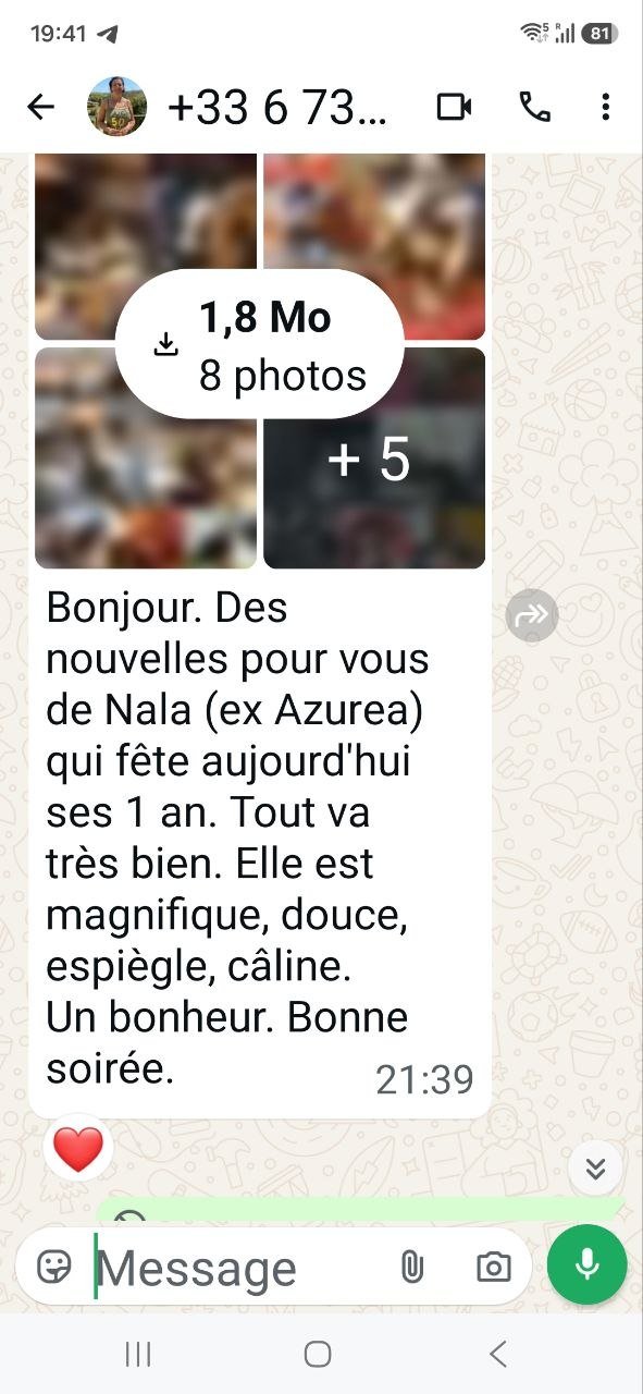 Message de la famille de Nala, chatte Sibérienne née à la Chatterie de Nice, pour son premier anniversaire
