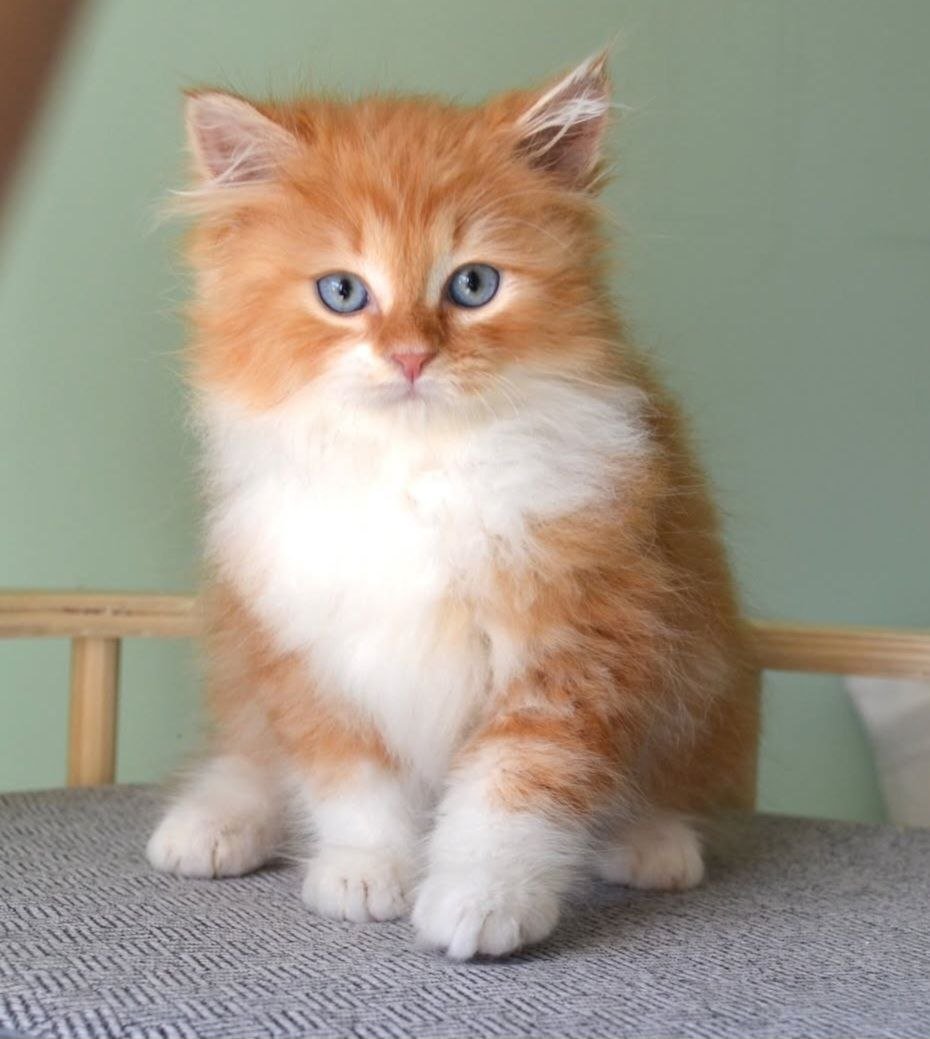 Yota, chaton Sibérien red silver marble tabby et blanc aux yeux bleus