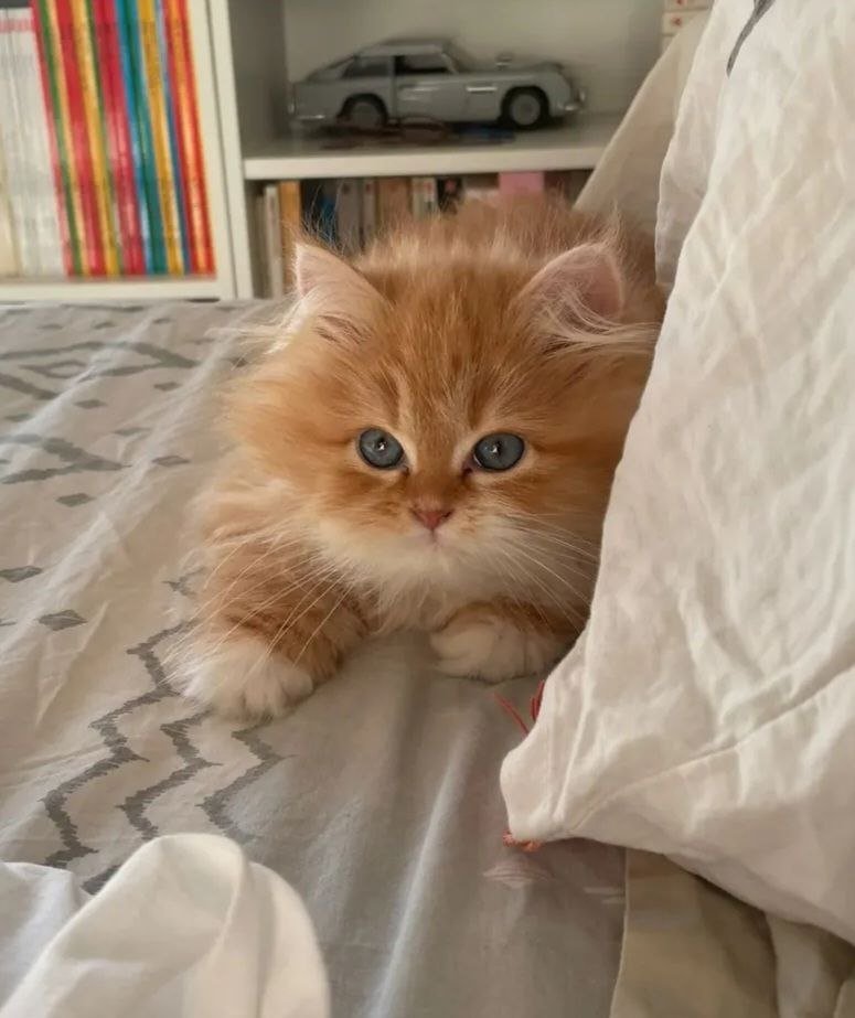 Venus, chatonne Sibérienne red silver marble tabby