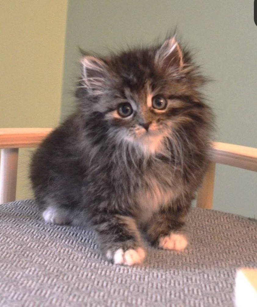 Utwo, chaton Sibérien mâle