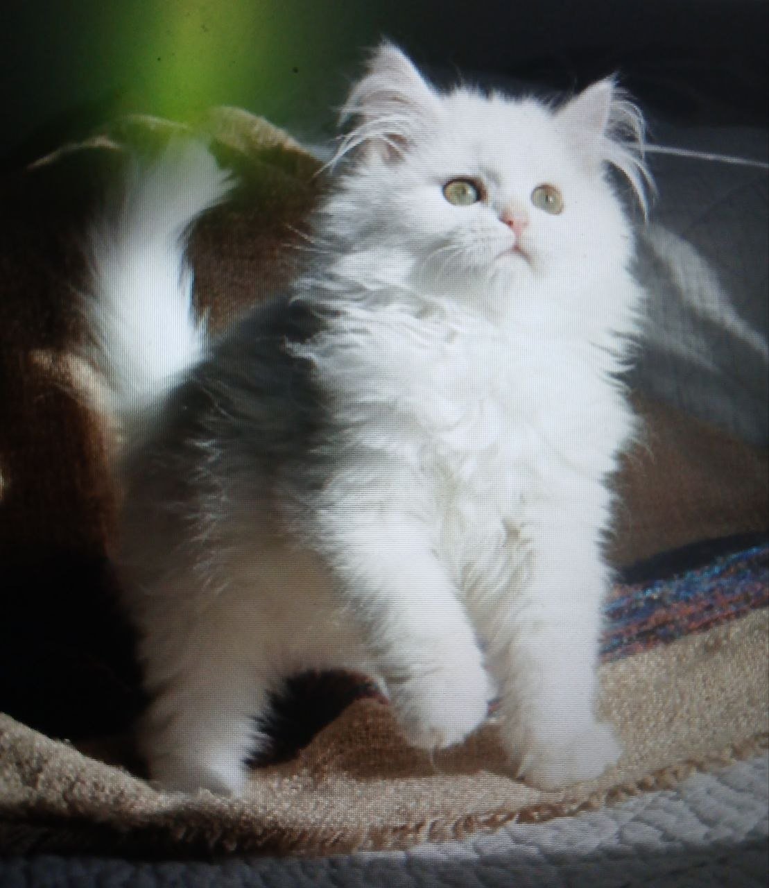 Unique, chatonne Sibérienne blanche aux yeux verts