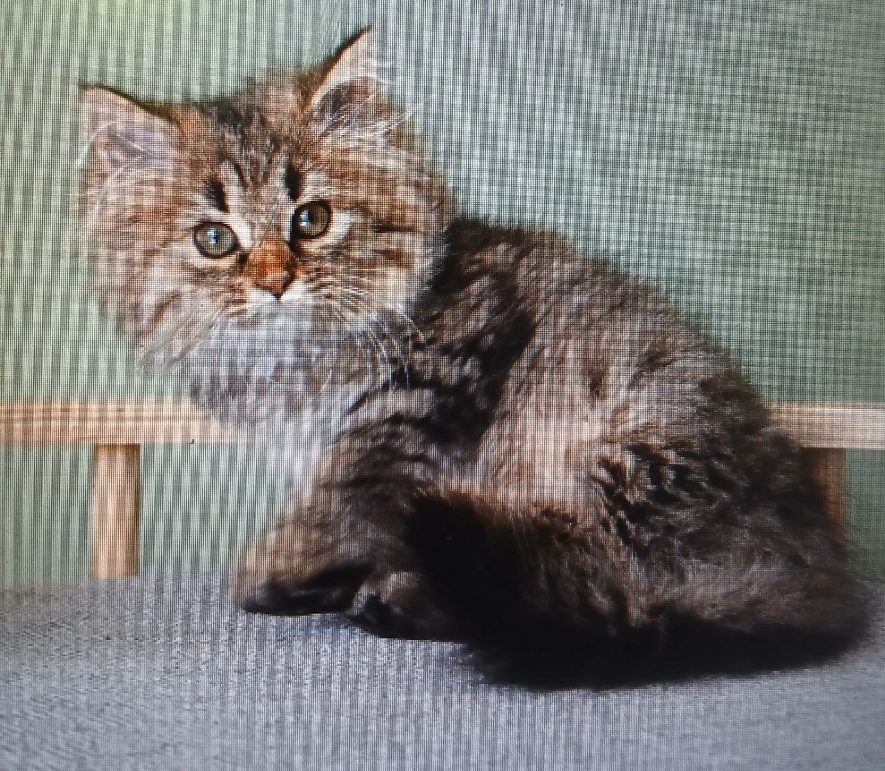 Usi, chatonne Sibérienne brown tabby