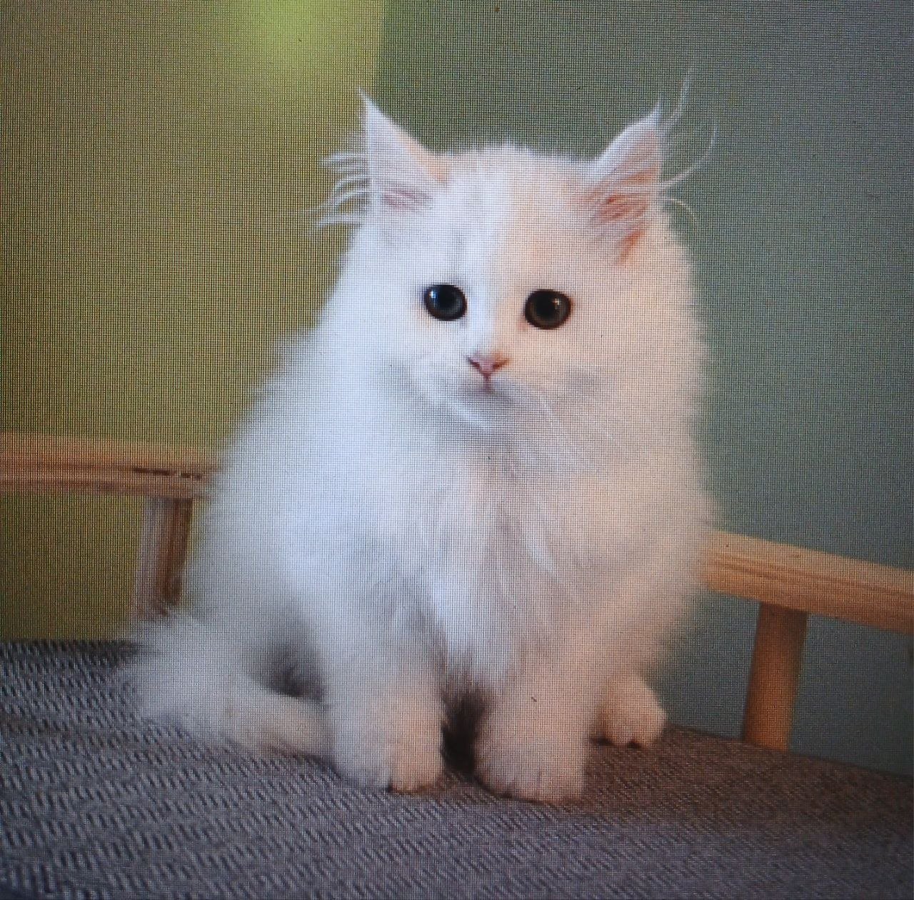 Umilli, chatonne Sibérienne blanche aux yeux verts