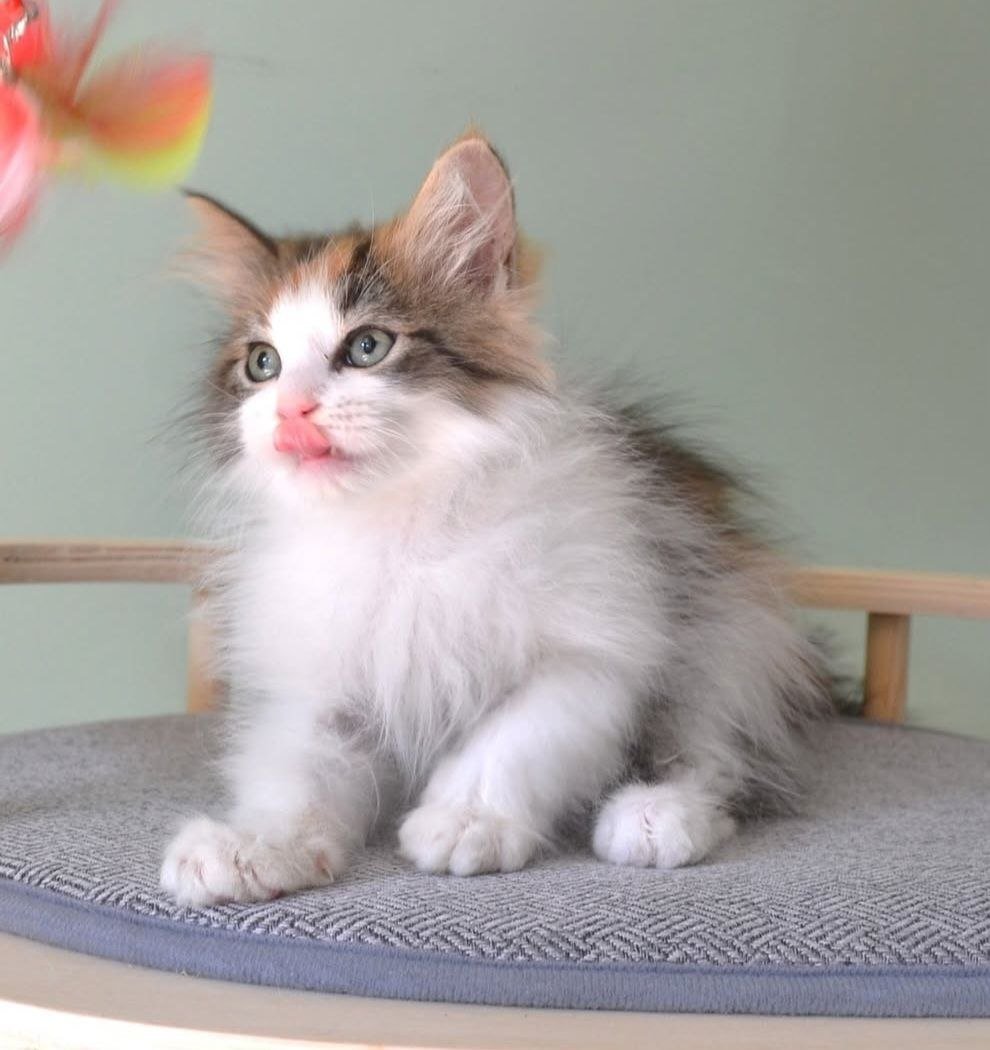 Ubelle, chatte Sibérienne de la Chatterie de Nice